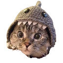 Shark Cat